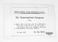 Camarosporium caraganae image